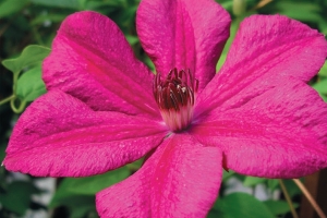 Clematis Vine 'Kardinal Wyszynski' New 2026